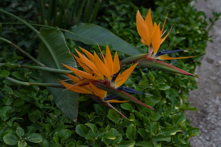 ES_190223 Espanja_0028 Kolibri(paratiisi)kukkia Elchen Jardín H