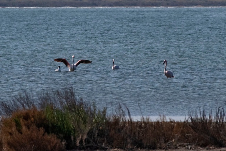 ES_190224 Espanja_0149 Flamingoja Torreviejan laguunan Parc Natu